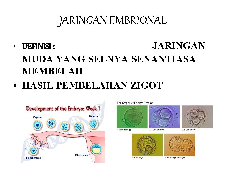 JARINGAN EMBRIONAL • DEFINISI : JARINGAN MUDA YANG SELNYA SENANTIASA MEMBELAH • HASIL PEMBELAHAN