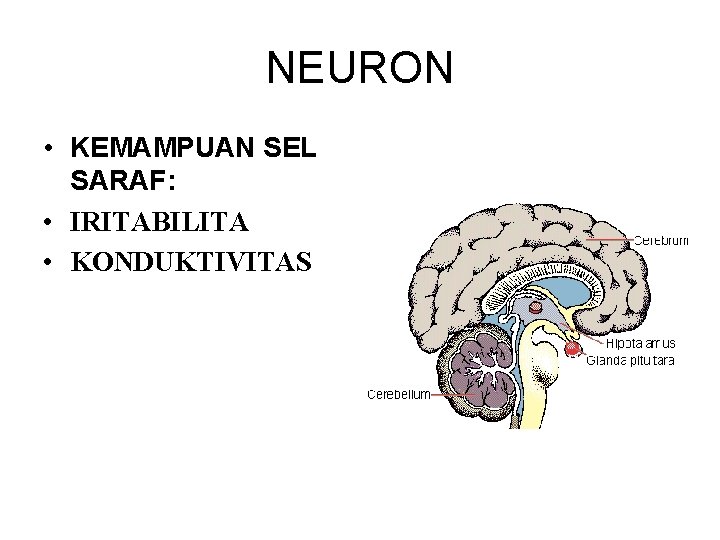 NEURON • KEMAMPUAN SEL SARAF: • IRITABILITA • KONDUKTIVITAS 