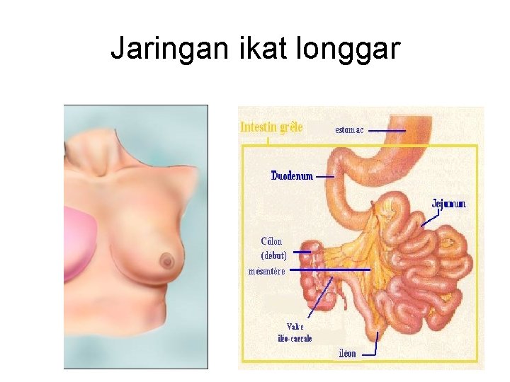 Jaringan ikat longgar 