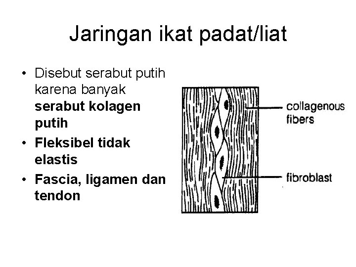 Jaringan ikat padat/liat • Disebut serabut putih karena banyak serabut kolagen putih • Fleksibel