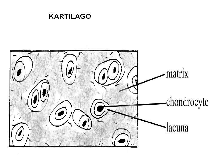 KARTILAGO 