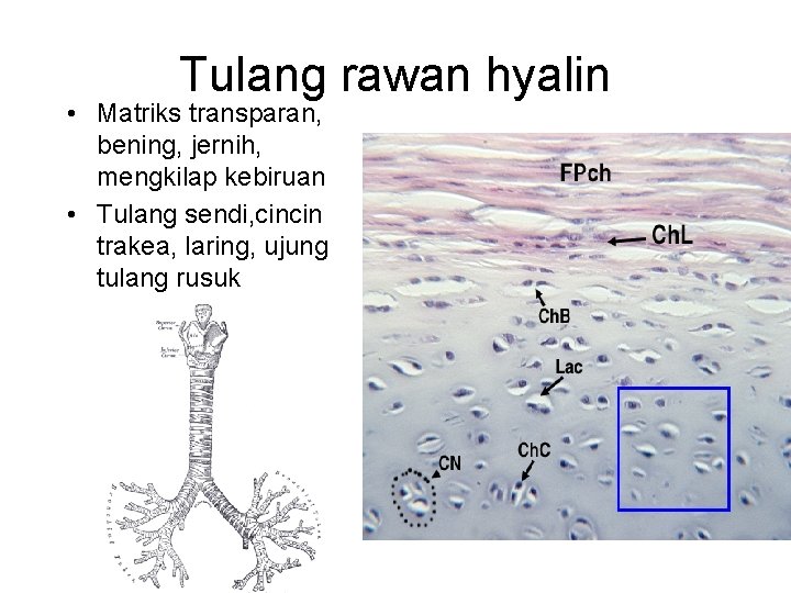 Tulang rawan hyalin • Matriks transparan, bening, jernih, mengkilap kebiruan • Tulang sendi, cincin