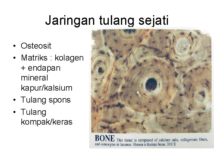 Jaringan tulang sejati • Osteosit • Matriks : kolagen + endapan mineral kapur/kalsium •