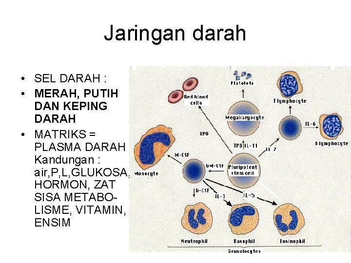 Jaringan darah • SEL DARAH : • MERAH, PUTIH DAN KEPING DARAH • MATRIKS