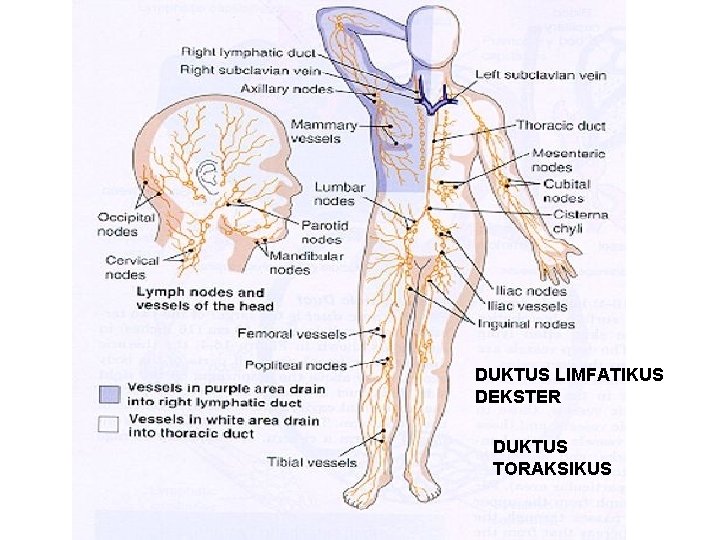 DUKTUS LIMFATIKUS DEKSTER DUKTUS TORAKSIKUS DUKTUS LIMFATIKUS DEKSTER DUKTUS TORAKSIKUS