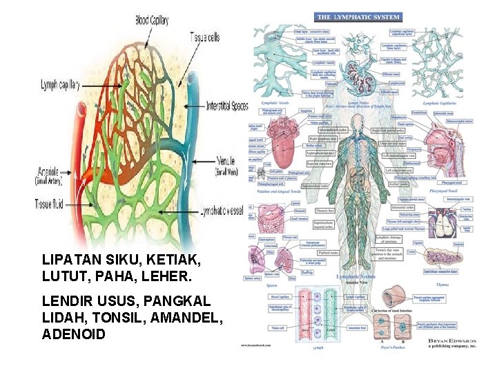 LIPATAN SIKU, KETIAK, LUTUT, PAHA, LEHER. LENDIR USUS, PANGKAL LIDAH, TONSIL, AMANDEL, ADENOID LIPATAN SIKU, KETIAK, LUTUT, PAHA, LEHER. LENDIR USUS, PANGKAL LIDAH, TONSIL, AMANDEL, ADENOID