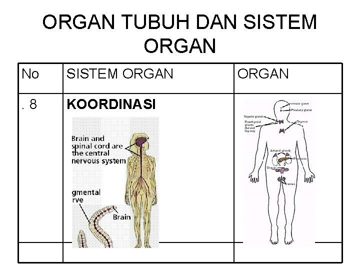 ORGAN TUBUH DAN SISTEM ORGAN No SISTEM ORGAN . 8 KOORDINASI ORGAN 