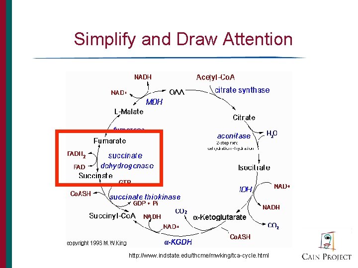 Simplify and Draw Attention http: //www. indstate. edu/thcme/mwking/tca-cycle. html 