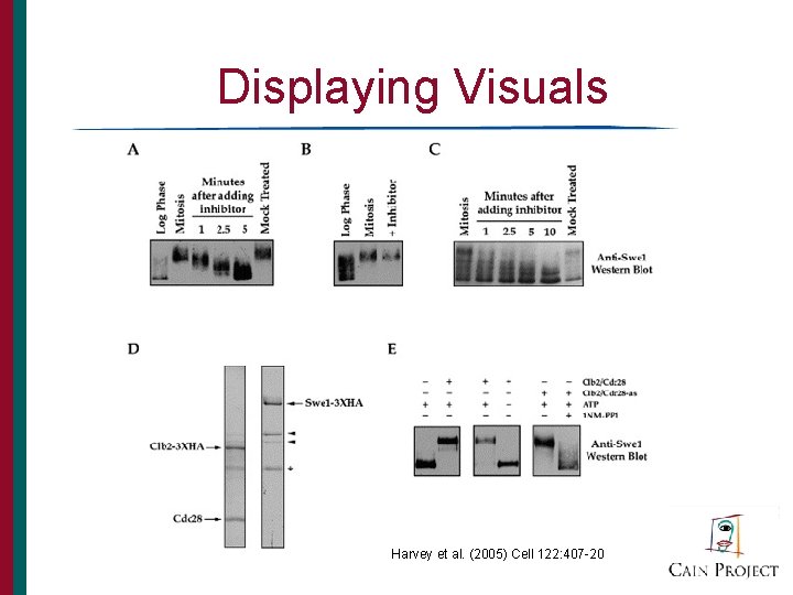 Displaying Visuals Harvey et al. (2005) Cell 122: 407 -20 