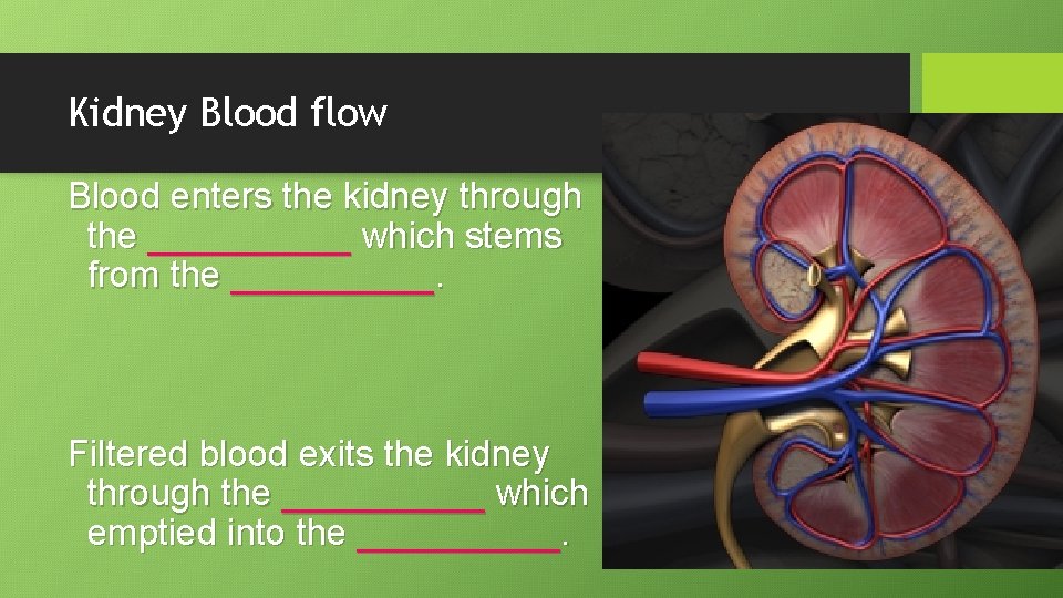 Kidney Blood flow Blood enters the kidney through the _____ which stems from the