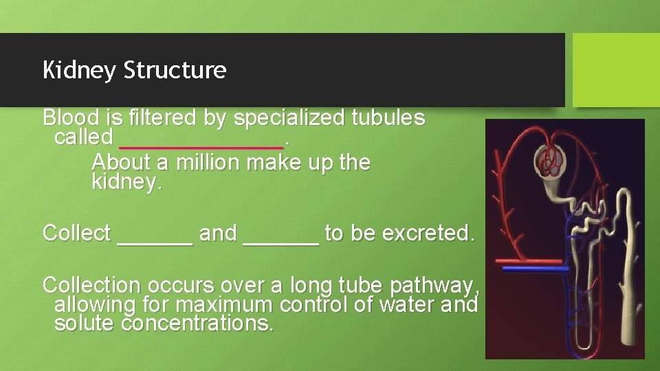 Kidney Structure Blood is filtered by specialized tubules called _______. About a million make