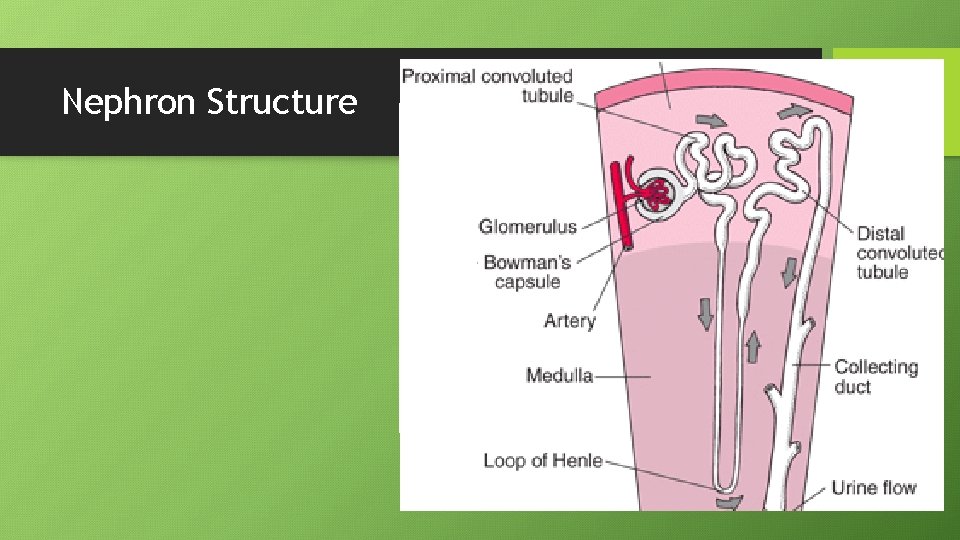 Nephron Structure 