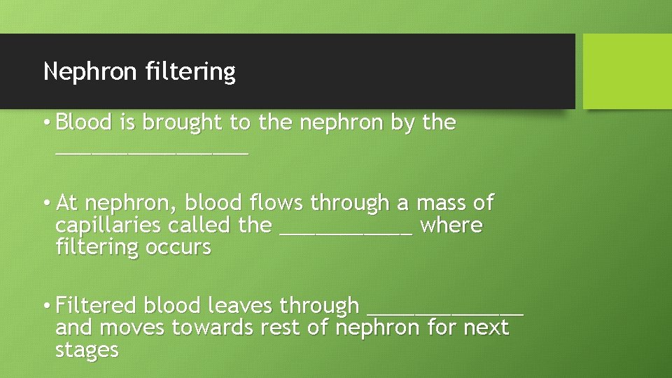 Nephron filtering • Blood is brought to the nephron by the ________ • At