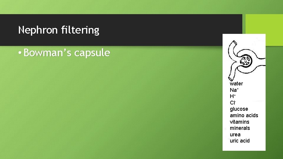 Nephron filtering • Bowman’s capsule water Na+ H+ Clglucose amino acids vitamins minerals urea