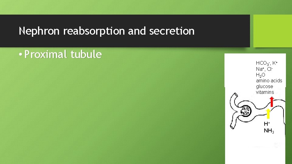 Nephron reabsorption and secretion • Proximal tubule HCO 3 -, K+ Na+, Cl. H
