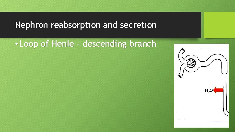 Nephron reabsorption and secretion • Loop of Henle – descending branch H 2 O