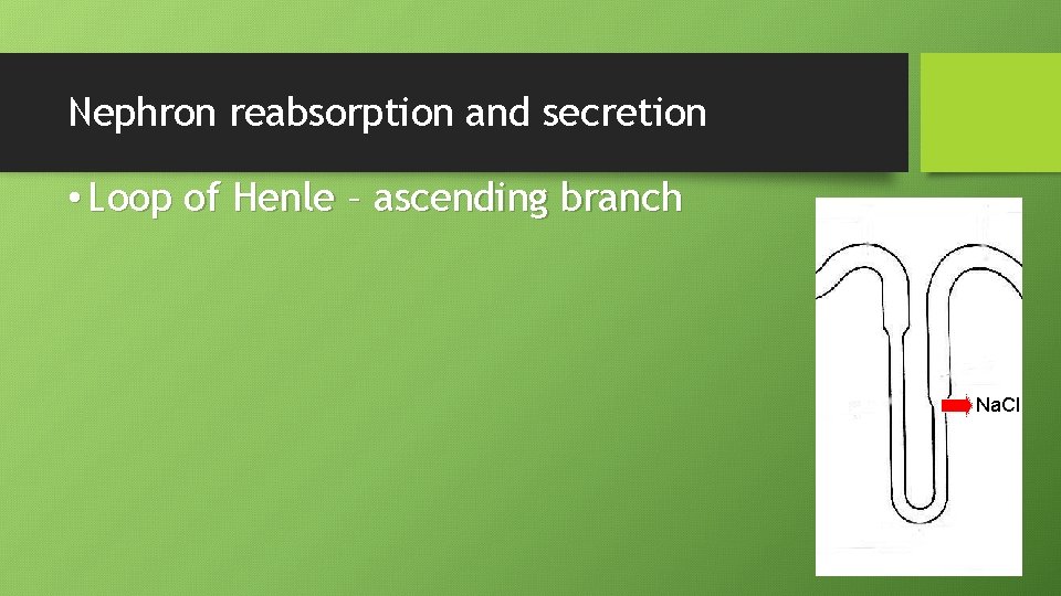 Nephron reabsorption and secretion • Loop of Henle – ascending branch Na. Cl 