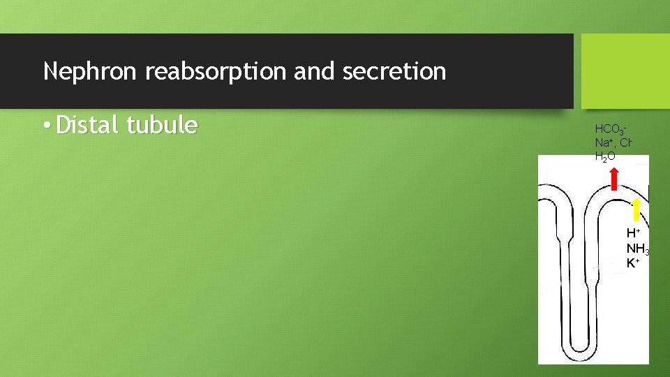 Nephron reabsorption and secretion • Distal tubule HCO 3 Na+, Cl. H 2 O