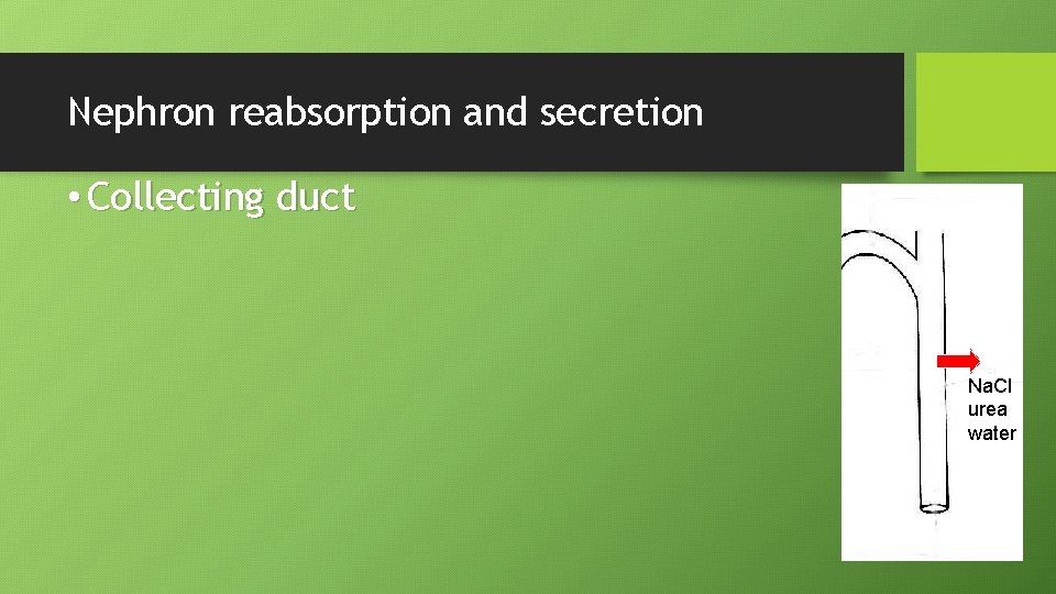 Nephron reabsorption and secretion • Collecting duct Na. Cl urea water 