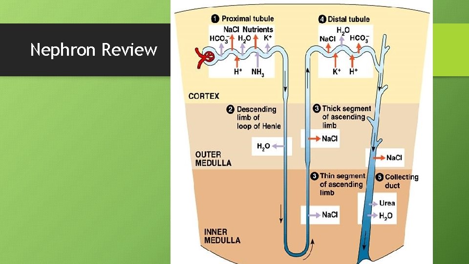 Nephron Review 