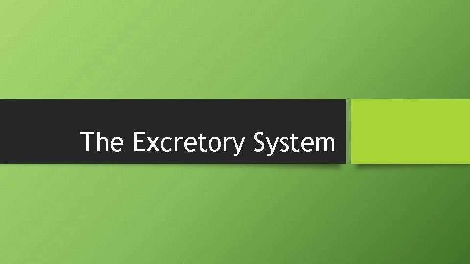 The Excretory System 