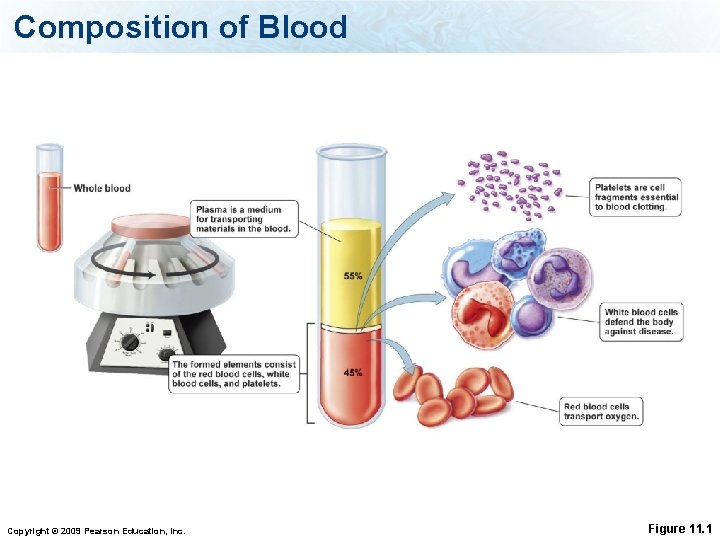Composition of Blood Copyright © 2009 Pearson Education, Inc. Figure 11. 1 