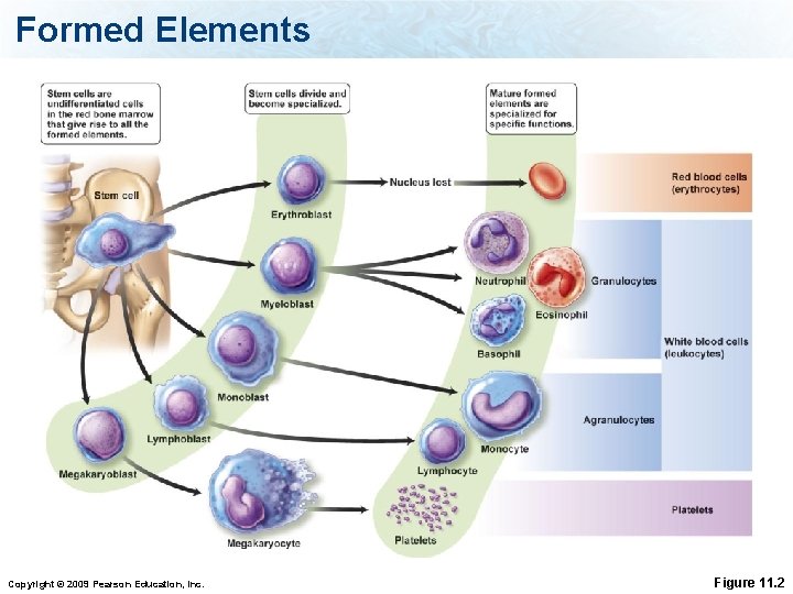 Formed Elements Copyright © 2009 Pearson Education, Inc. Figure 11. 2 