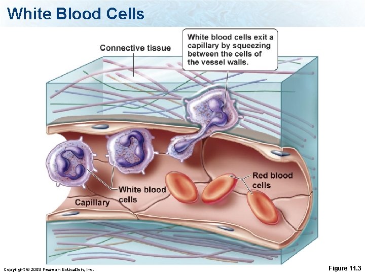 White Blood Cells Copyright © 2009 Pearson Education, Inc. Figure 11. 3 