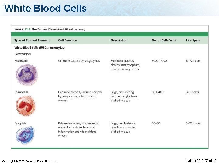 White Blood Cells Copyright © 2009 Pearson Education, Inc. Table 11. 1 (2 of