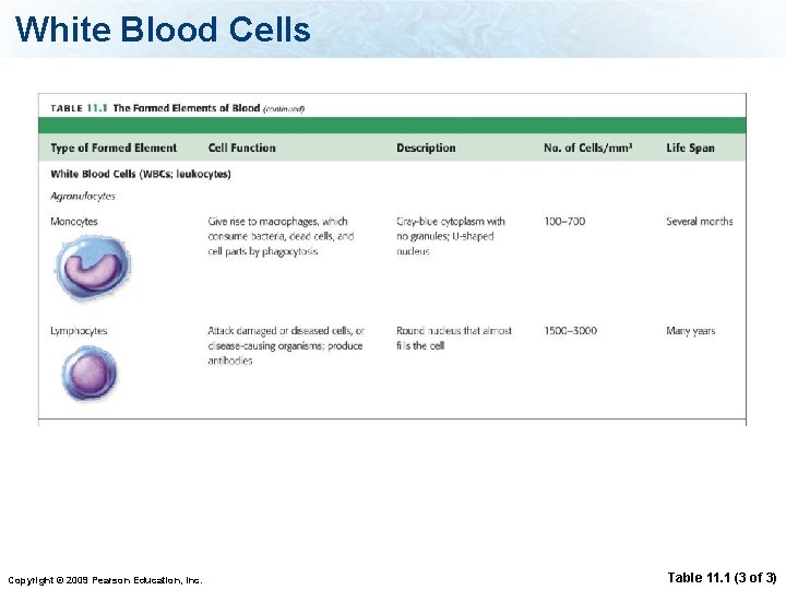 White Blood Cells Copyright © 2009 Pearson Education, Inc. Table 11. 1 (3 of