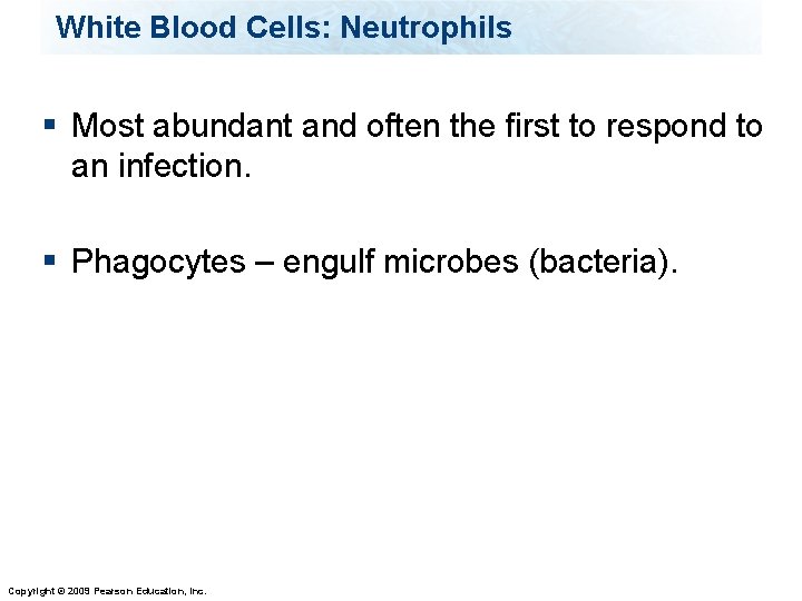 White Blood Cells: Neutrophils § Most abundant and often the first to respond to