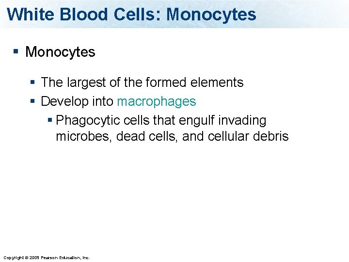 White Blood Cells: Monocytes § The largest of the formed elements § Develop into