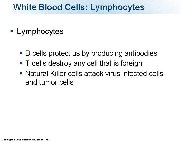 White Blood Cells: Lymphocytes § B-cells protect us by producing antibodies § T-cells destroy