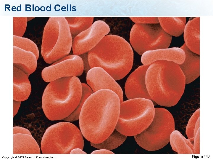 Red Blood Cells Copyright © 2009 Pearson Education, Inc. Figure 11. 4 