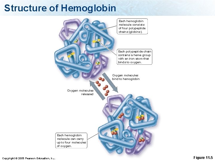 Structure of Hemoglobin Each hemoglobin molecule consists of four polypeptide chains (globins). Each polypeptide