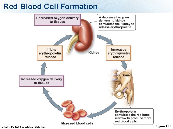 Red Blood Cell Formation Copyright © 2009 Pearson Education, Inc. Figure 11. 6 