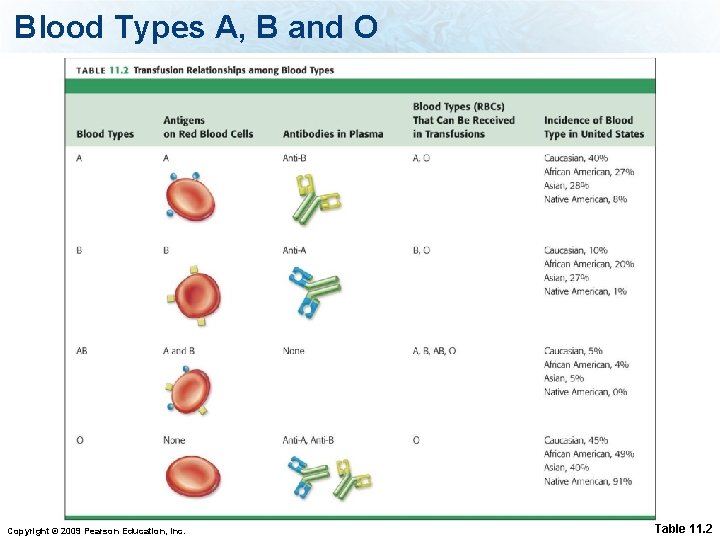 Blood Types A, B and O Copyright © 2009 Pearson Education, Inc. Table 11.