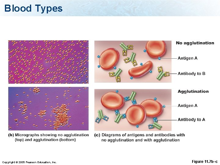 Blood Types Copyright © 2009 Pearson Education, Inc. Figure 11. 7 b–c 