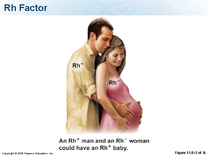 Rh Factor Copyright © 2009 Pearson Education, Inc. Figure 11. 8 (1 of 4)