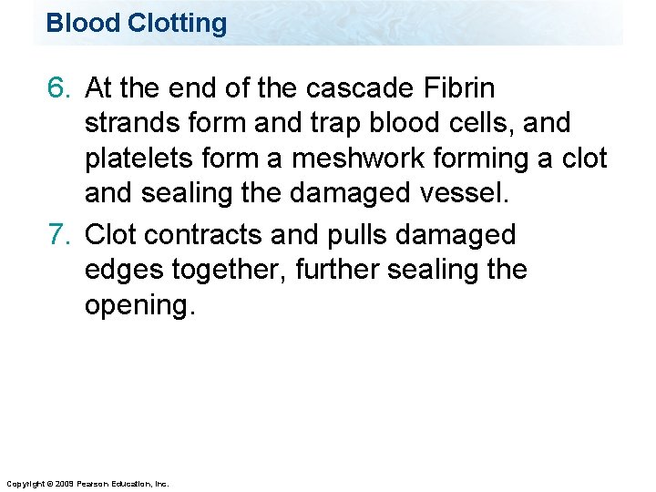 Blood Clotting 6. At the end of the cascade Fibrin strands form and trap