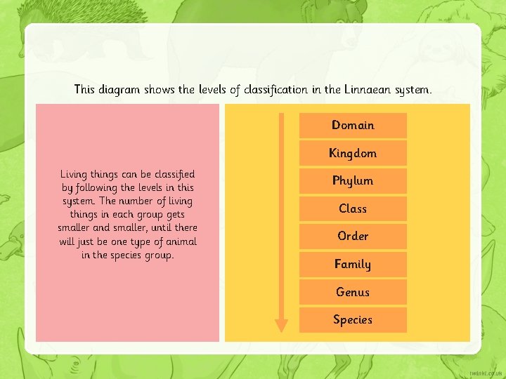 This diagram shows the levels of classification in the Linnaean system. Domain Kingdom Living
