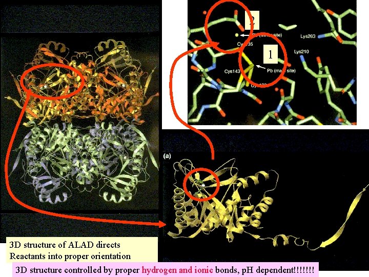 2 1 3 D structure of ALAD directs Reactants into proper orientation 3 D