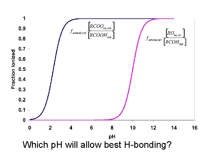 Which p. H will allow best H-bonding? 