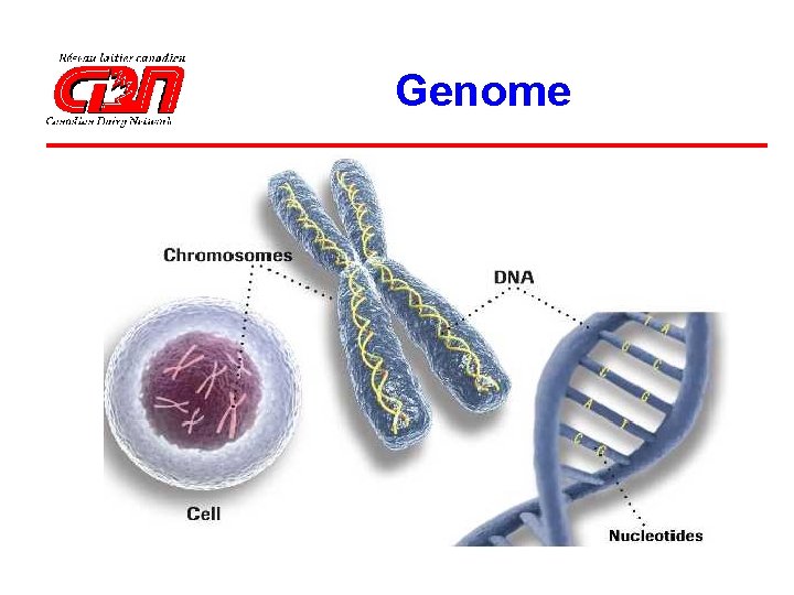 Genome 