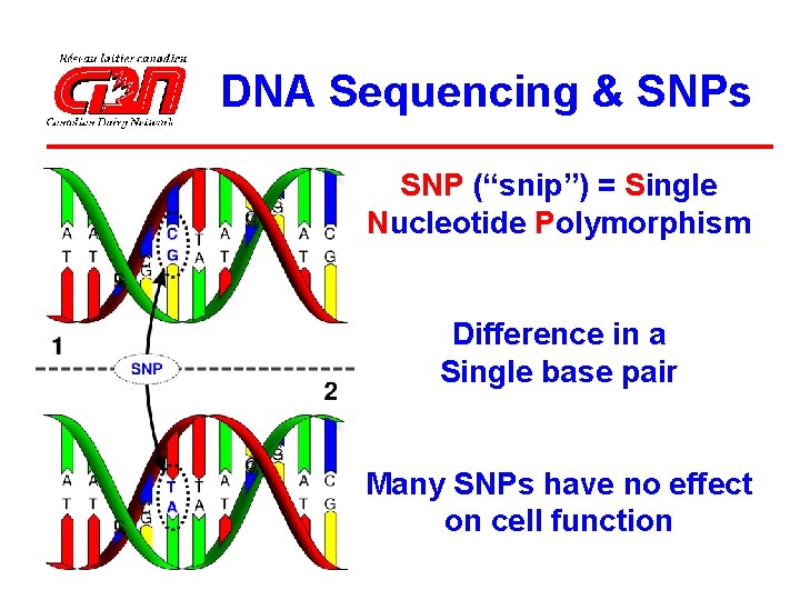 DNA Sequencing & SNPs SNP (“snip”) = Single Nucleotide Polymorphism Difference in a Single
