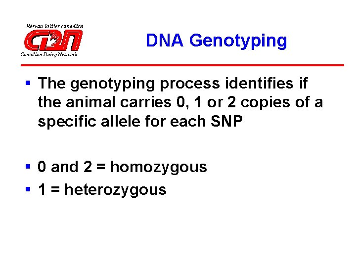 DNA Genotyping § The genotyping process identifies if the animal carries 0, 1 or