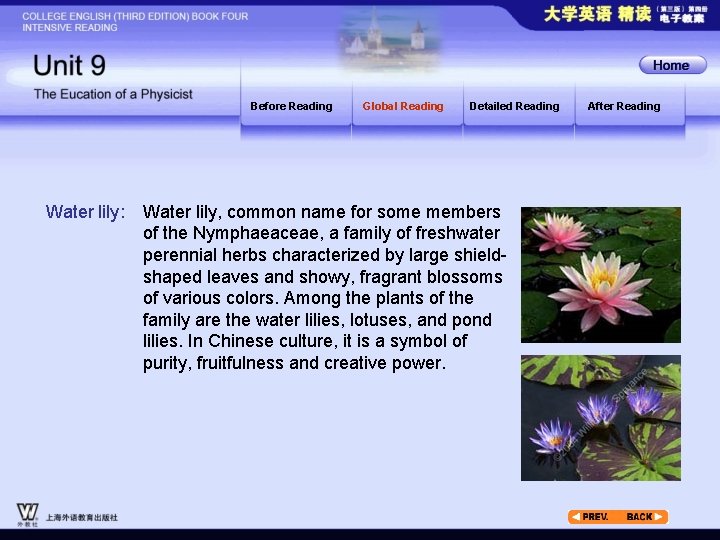 Before Reading Water lily: Global Reading Detailed Reading Water lily, common name for some