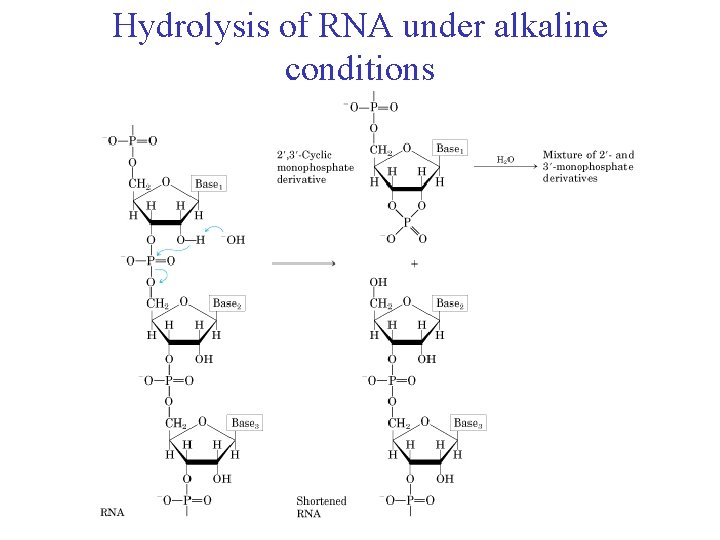 Hydrolysis of RNA under alkaline conditions 