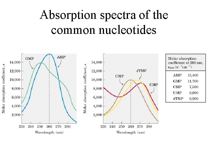 Absorption spectra of the common nucleotides 