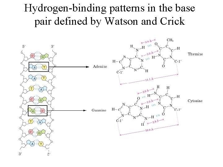 Hydrogen-binding patterns in the base pair defined by Watson and Crick 